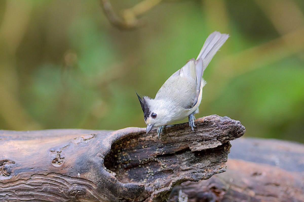 Black-crested Titmouse - Daniel Field