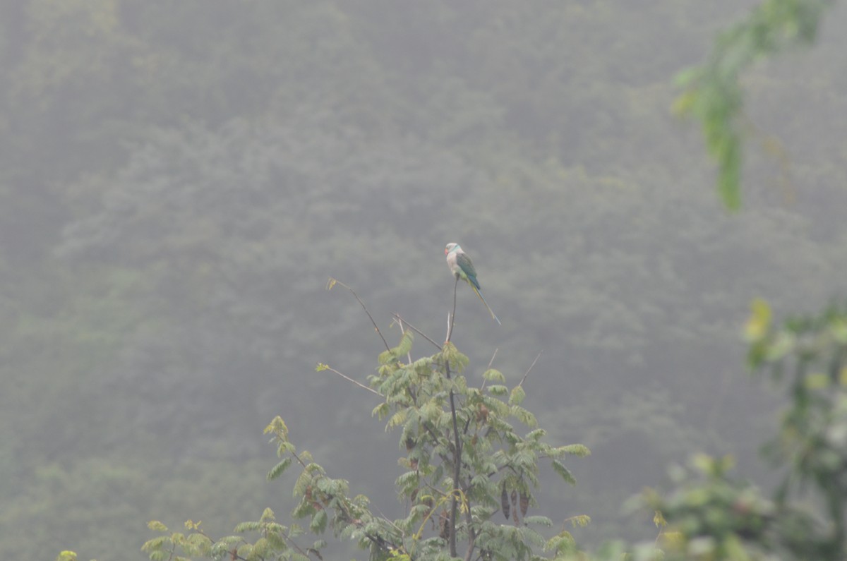 Malabar Yeşil Papağanı - ML299297691