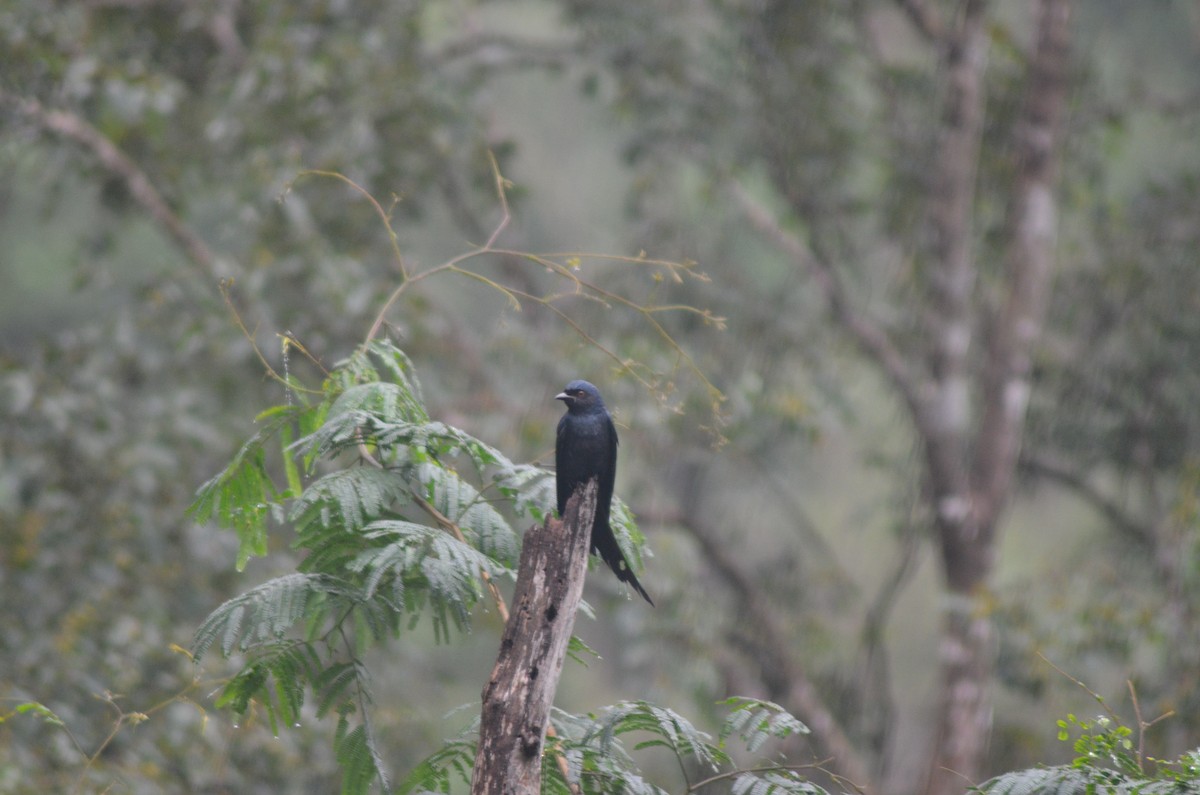 Drongo Cenizo - ML299297811