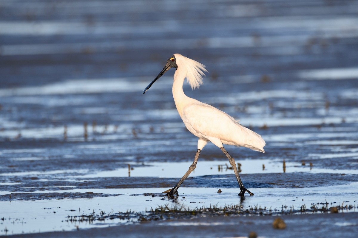 Royal Spoonbill - ML299299661