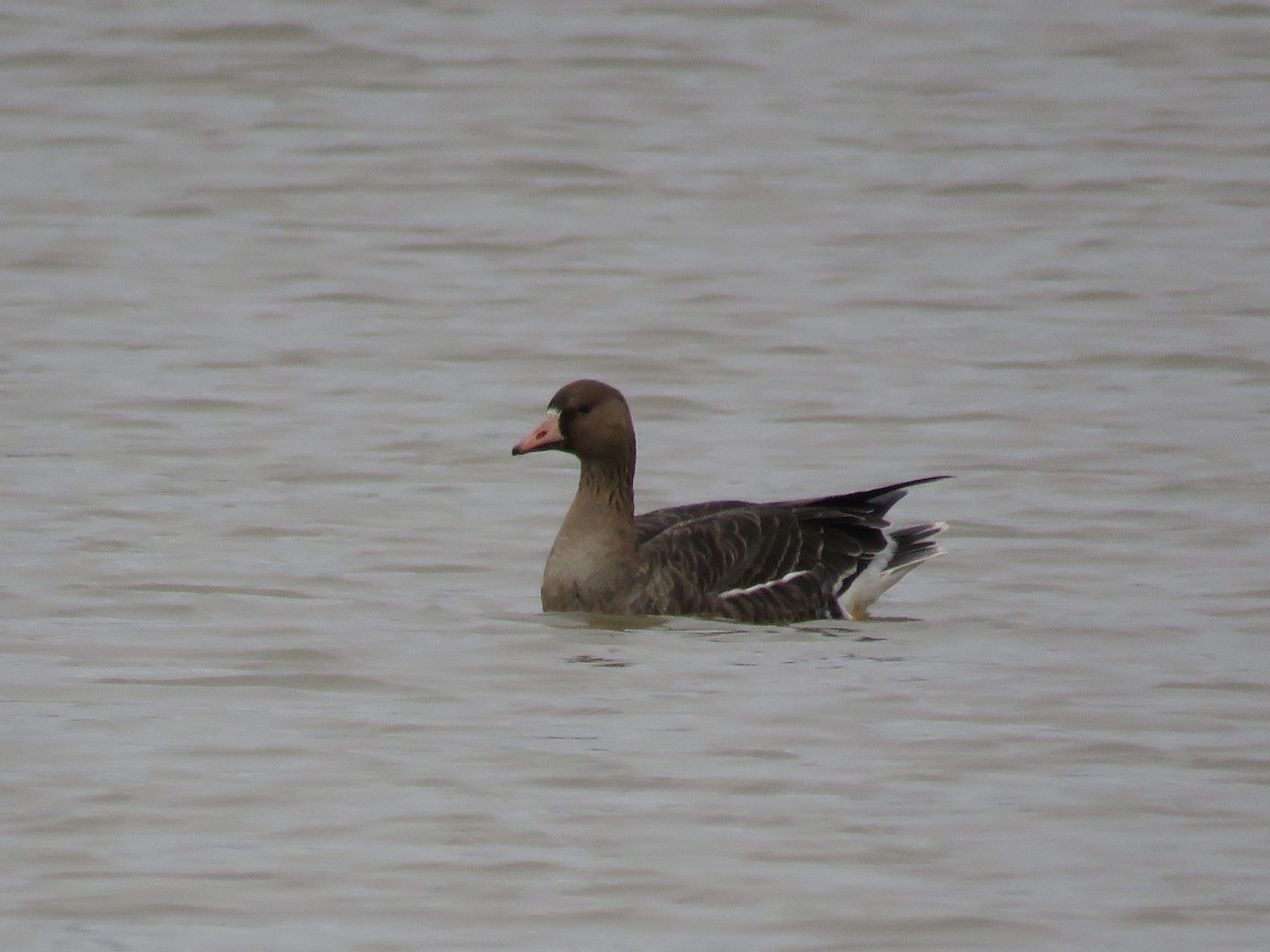 Greater White-fronted Goose (Eurasian) - Lee Evans