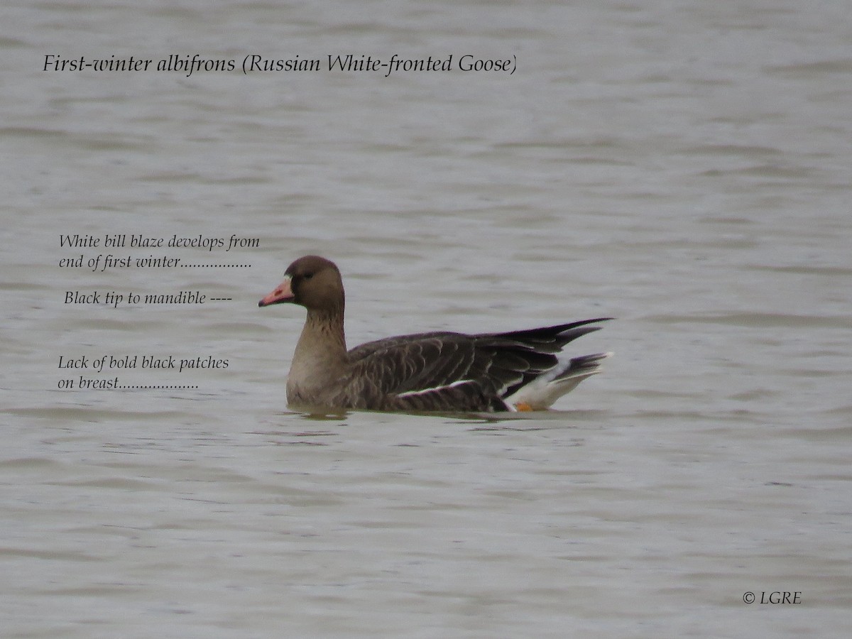 husa běločelá (ssp. albifrons) - ML299299811