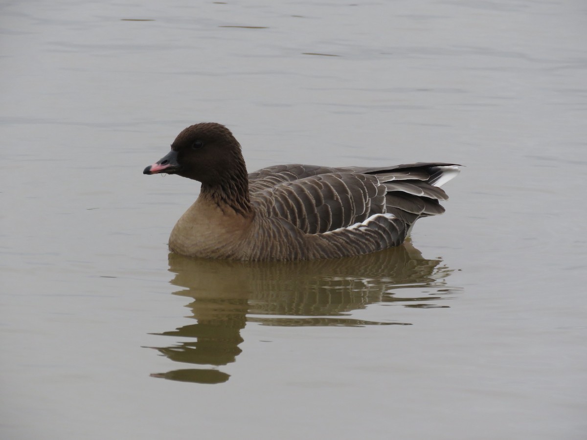 Pink-footed Goose - Lee Evans