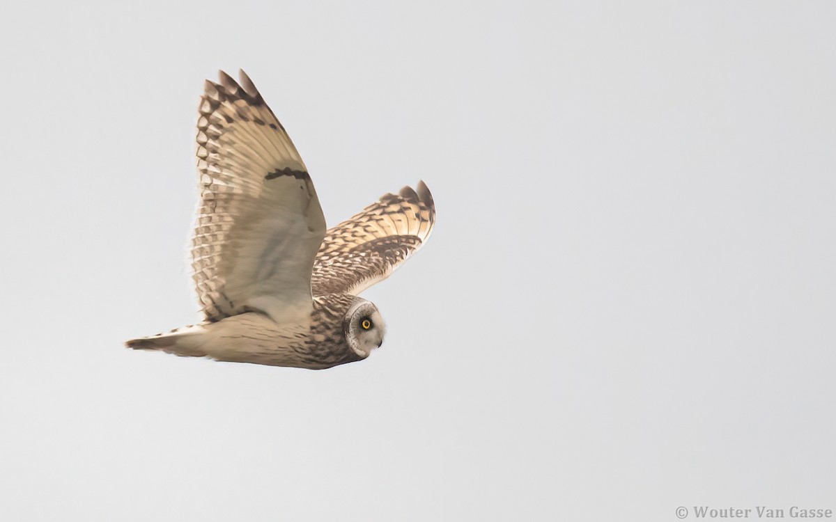 Short-eared Owl - ML299299951