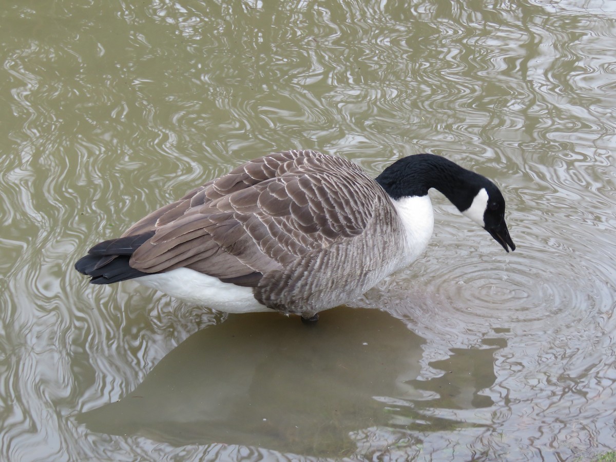 Canada Goose - ML299299961