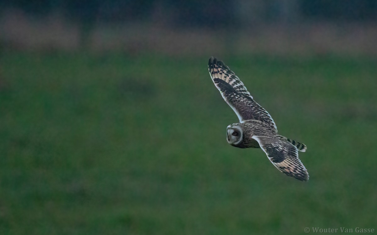 Short-eared Owl - ML299300061