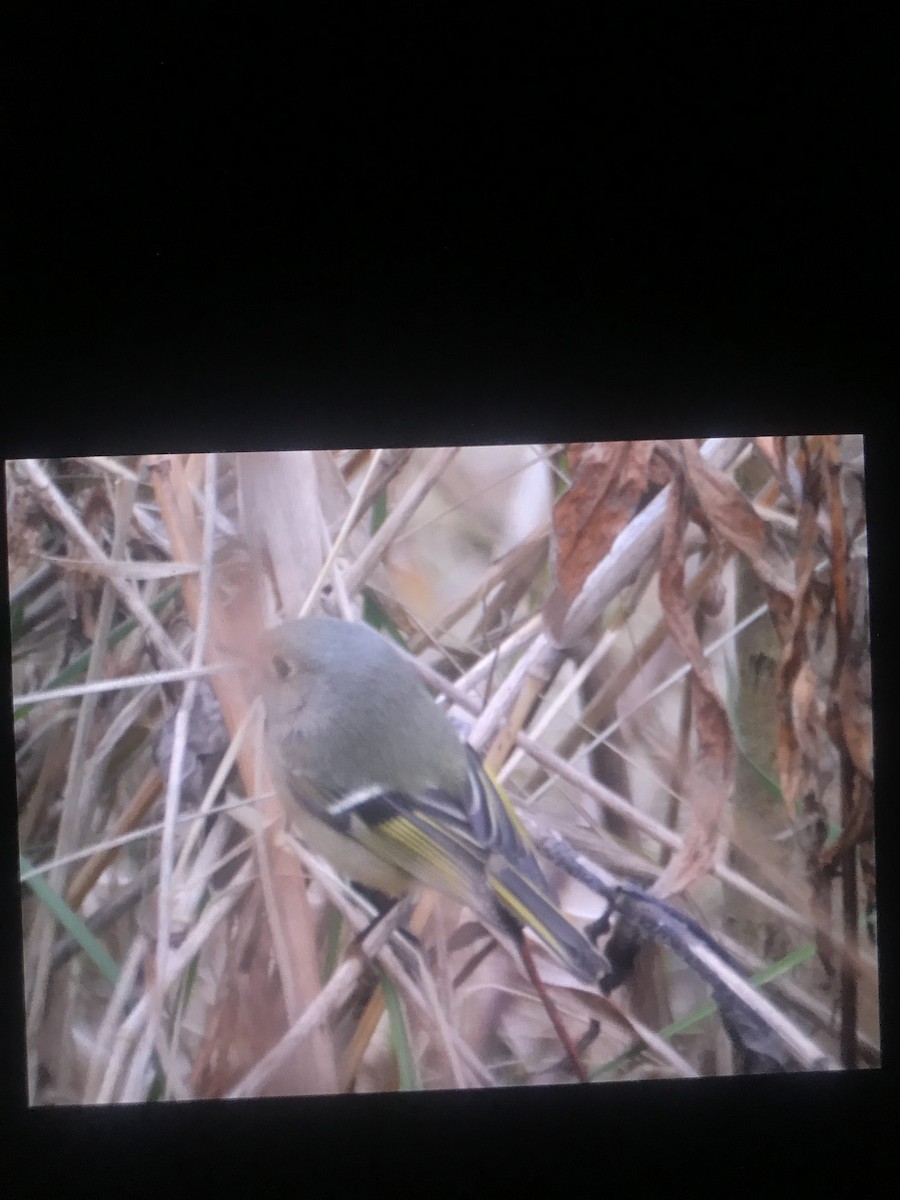 Ruby-crowned Kinglet - ML299300161