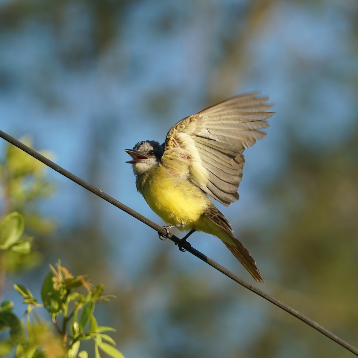 Tropical Kingbird - ML299301361