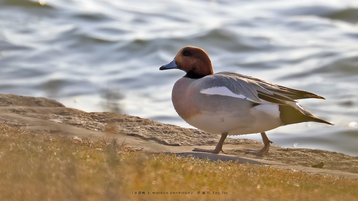 Eurasian Wigeon - ML299303121