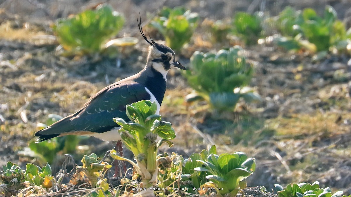 Northern Lapwing - Ray Tsu 诸 仁