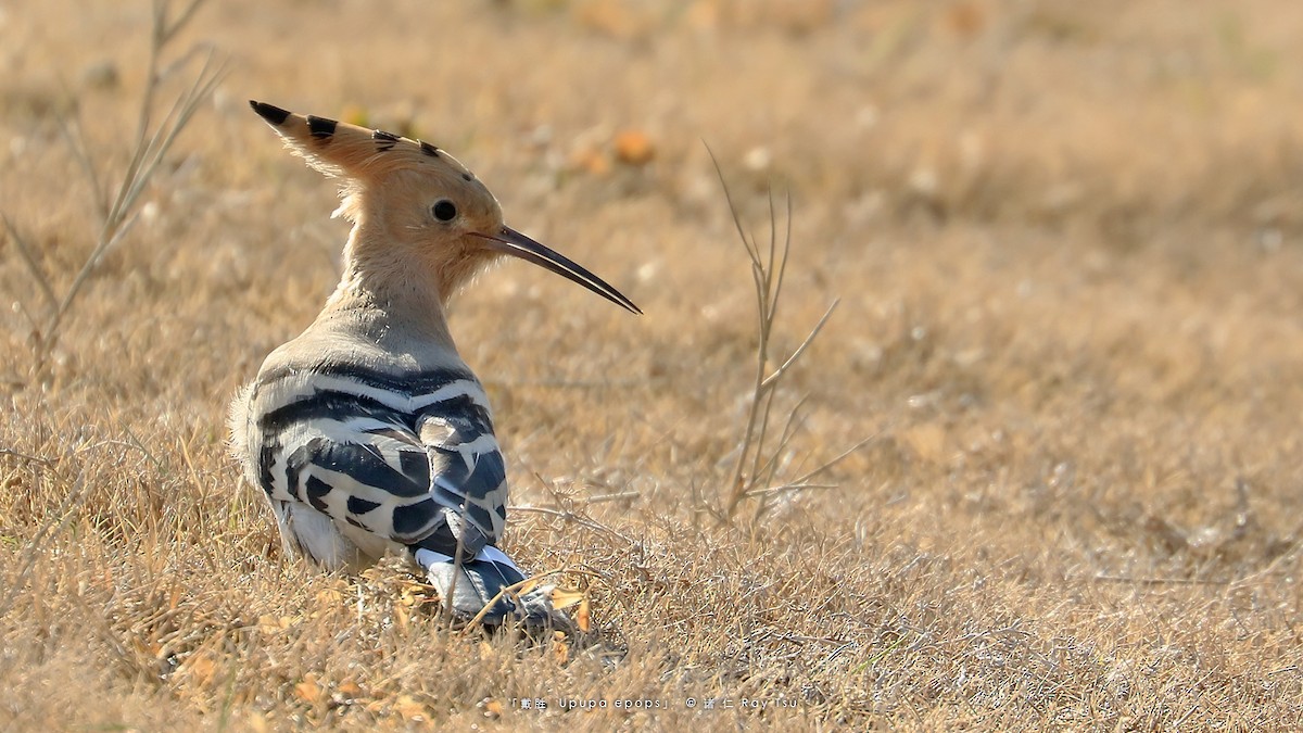 Eurasian Hoopoe - ML299304061