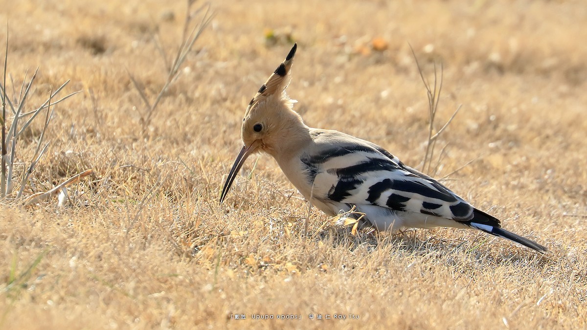 Eurasian Hoopoe - ML299304071