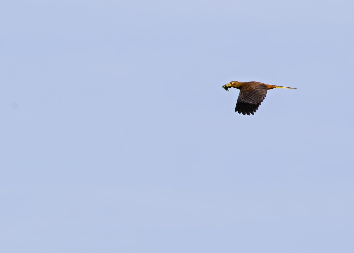 Russet-backed Oropendola - ML299305121