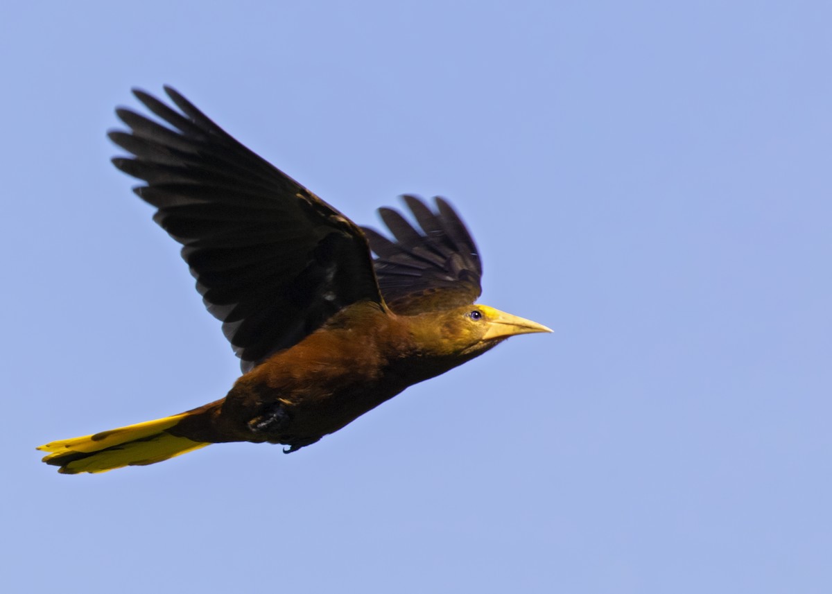 Russet-backed Oropendola - ML299305131