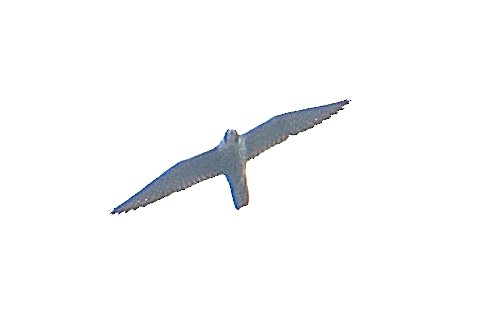 Peregrine Falcon - ML299306031