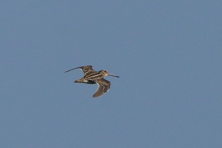 Common Snipe - ML299306171