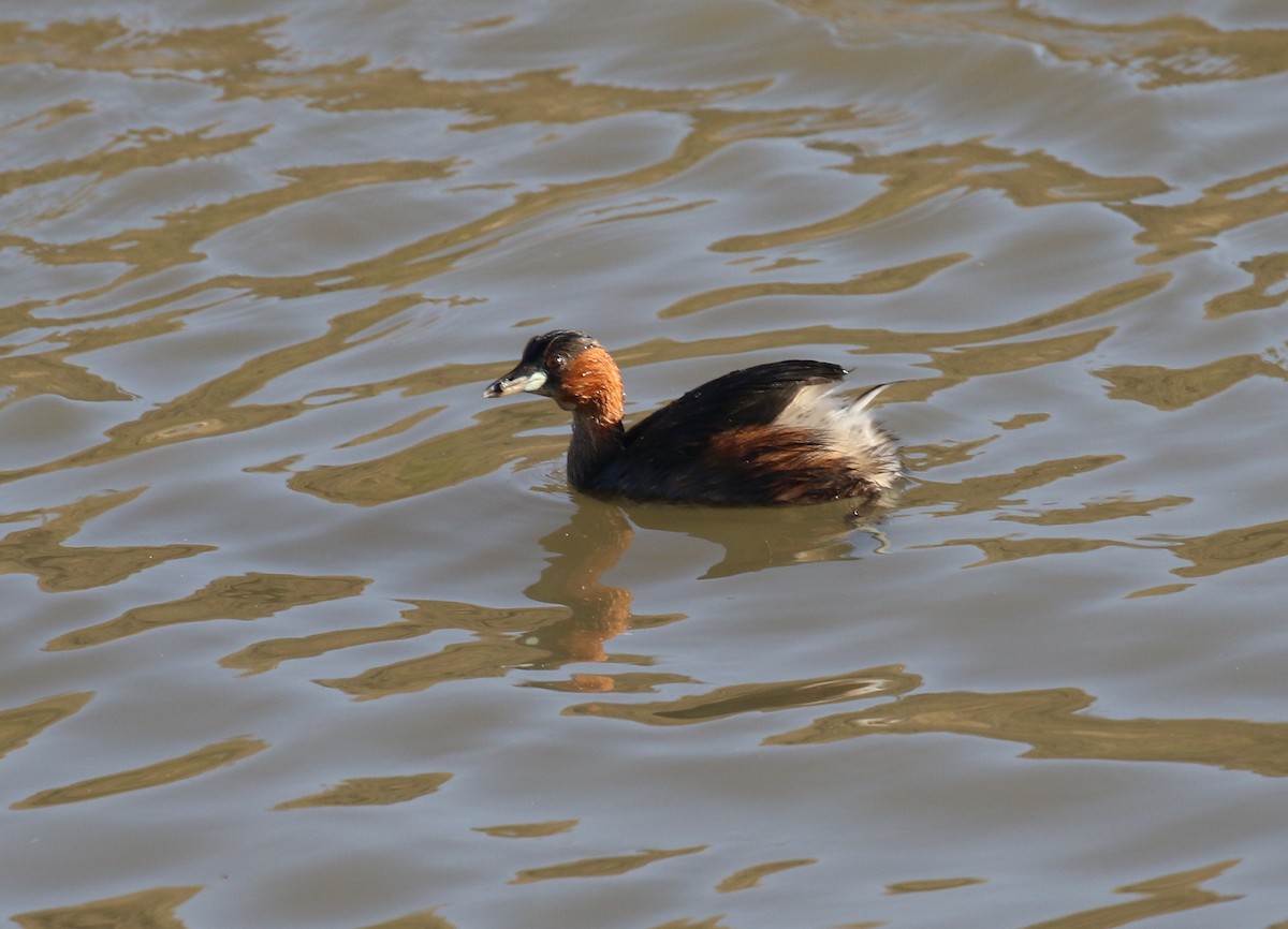 Little Grebe - ML299306211