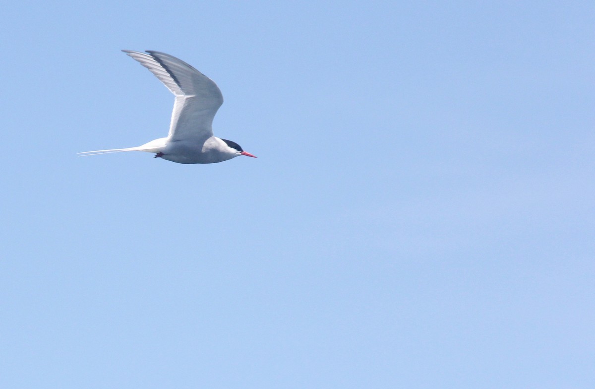 Arctic Tern - Aaron Yappert