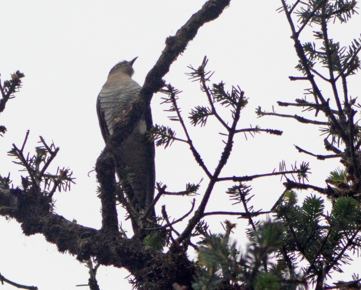 Common Cuckoo - ML29930891