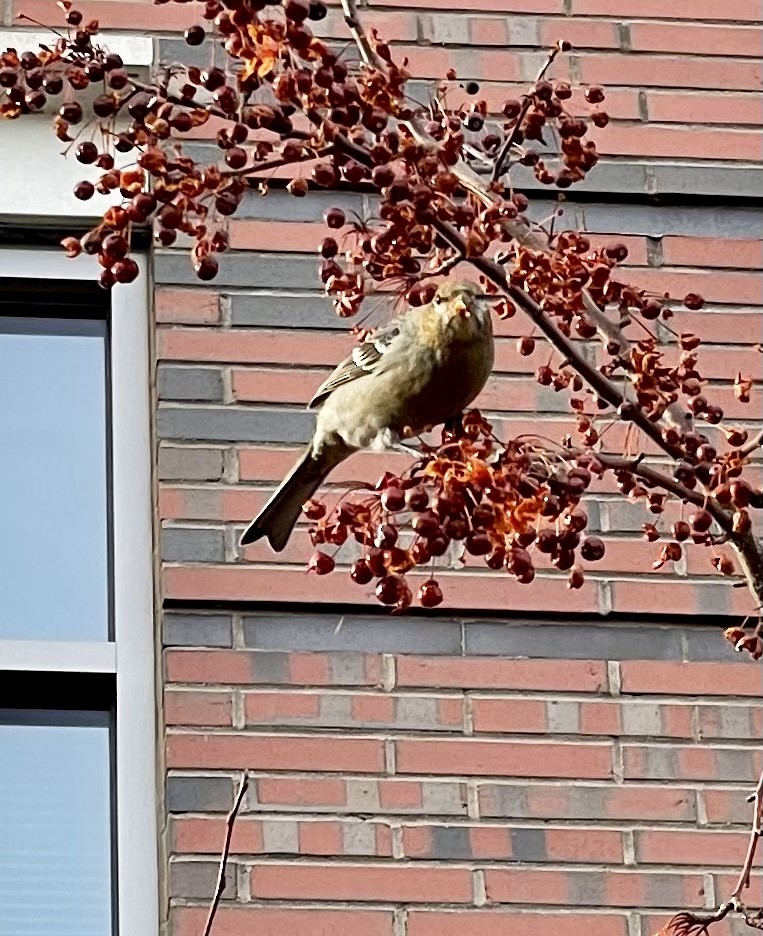 Pine Grosbeak - Scott Dresser