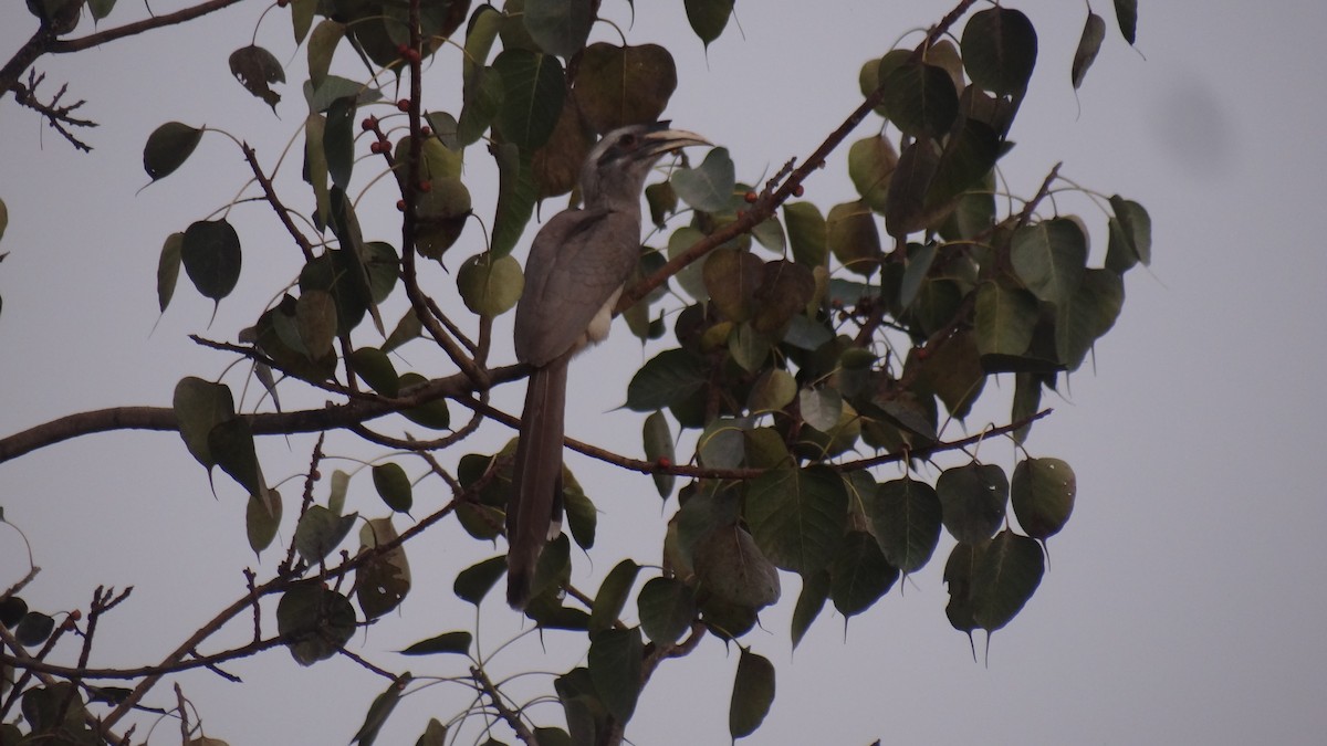 Indian Gray Hornbill - ML299309991