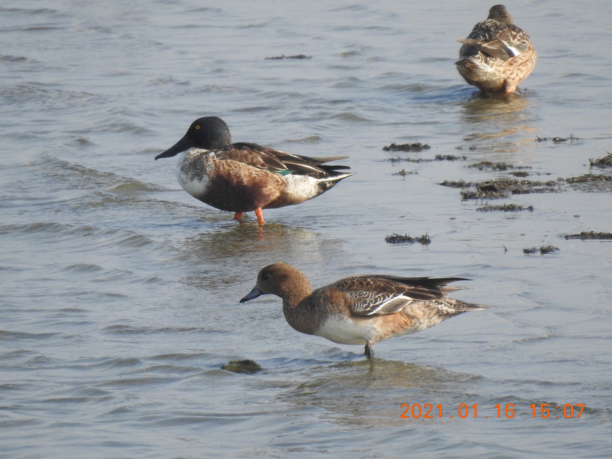 Eurasian Wigeon - Mei-Luan Wang