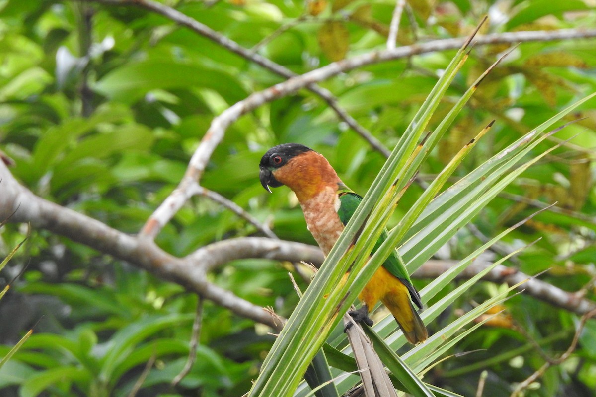 Black-headed Parrot - ML299313511