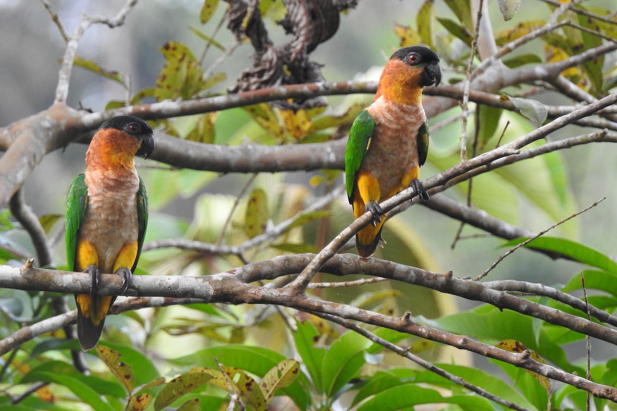 Black-headed Parrot - ML299313611