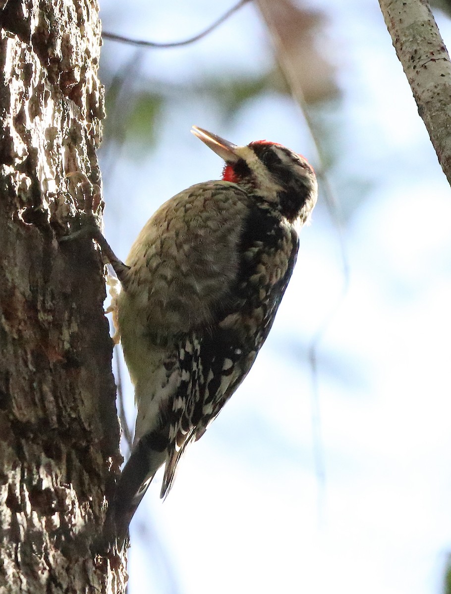 Yellow-bellied Sapsucker - ML299313621