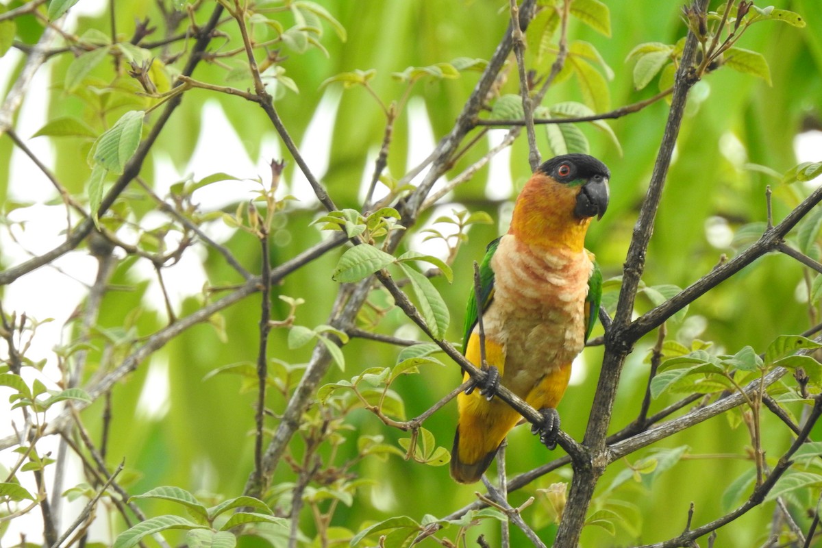 Black-headed Parrot - ML299313661