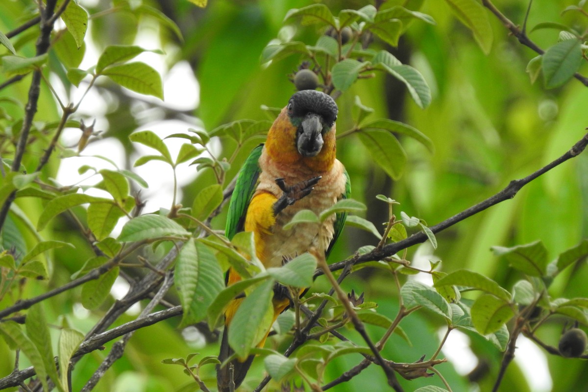 Black-headed Parrot - ML299313701