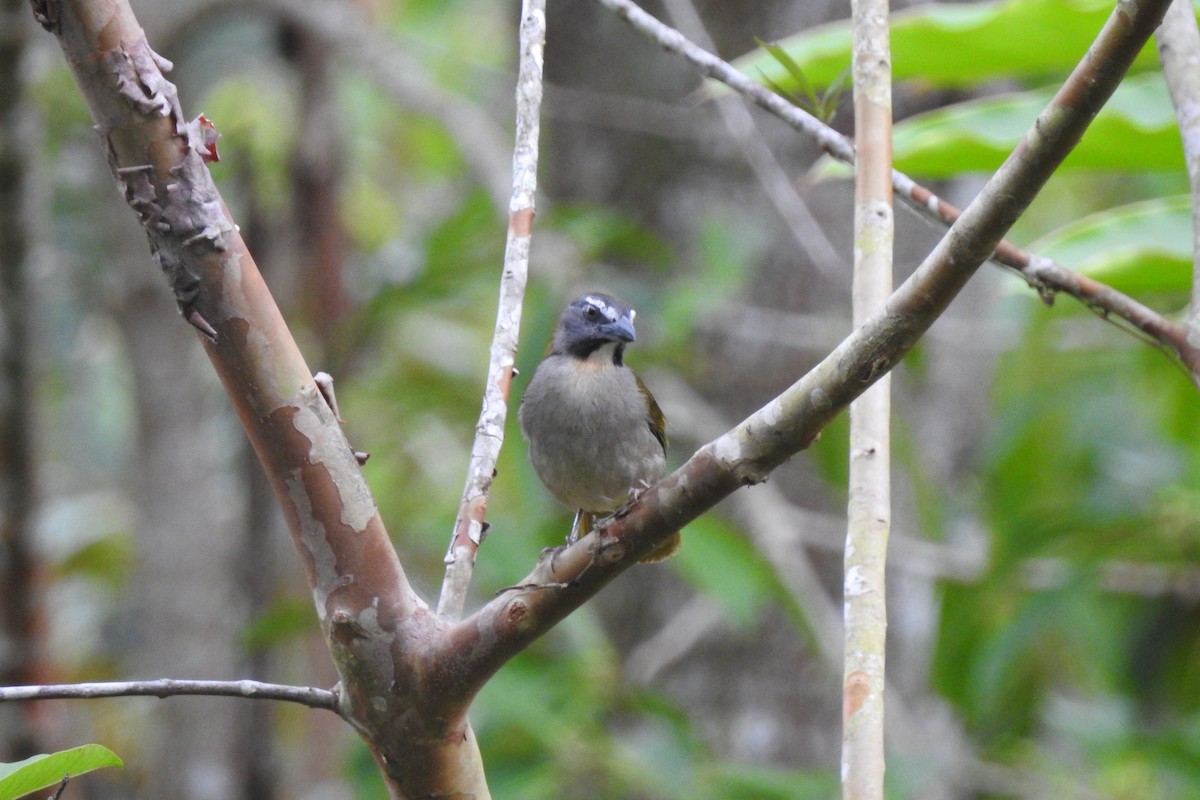 Buff-throated Saltator - Xiomara Capera Espinosa