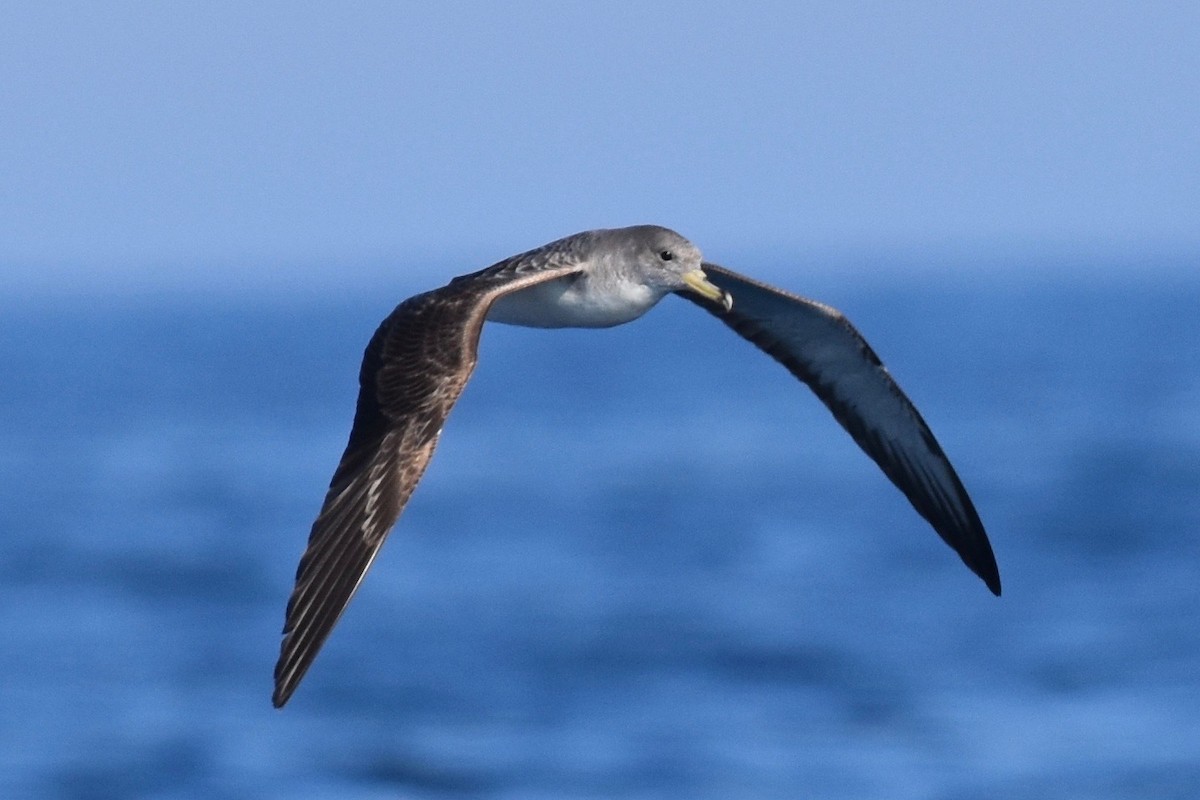 Cory's Shearwater - R.J. Curcio