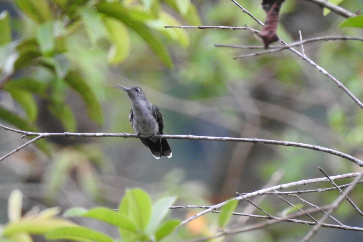 Gray-breasted Sabrewing - Xiomara Capera Espinosa