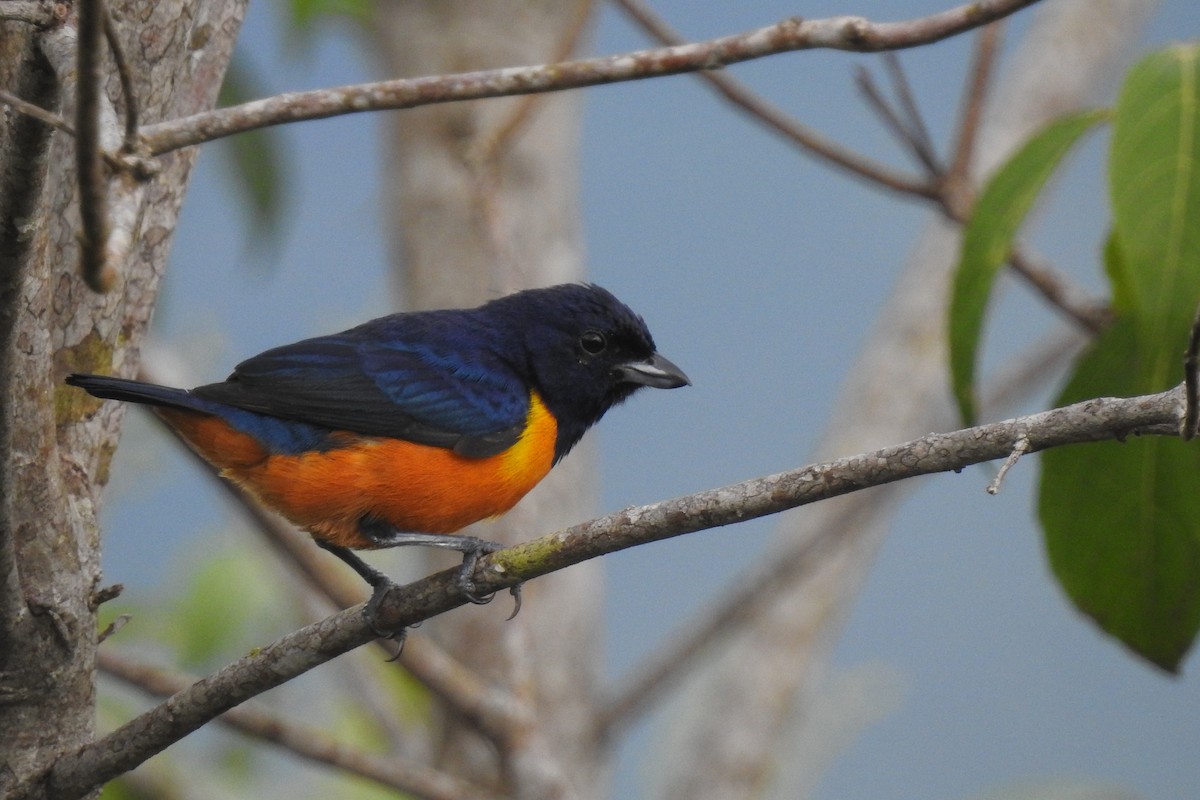 Rufous-bellied Euphonia - ML299314891