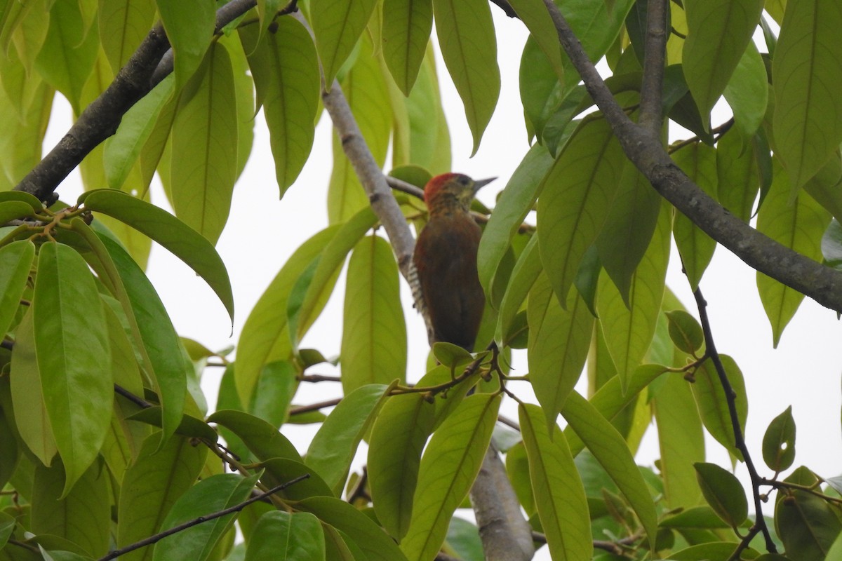 Red-stained Woodpecker - ML299315871