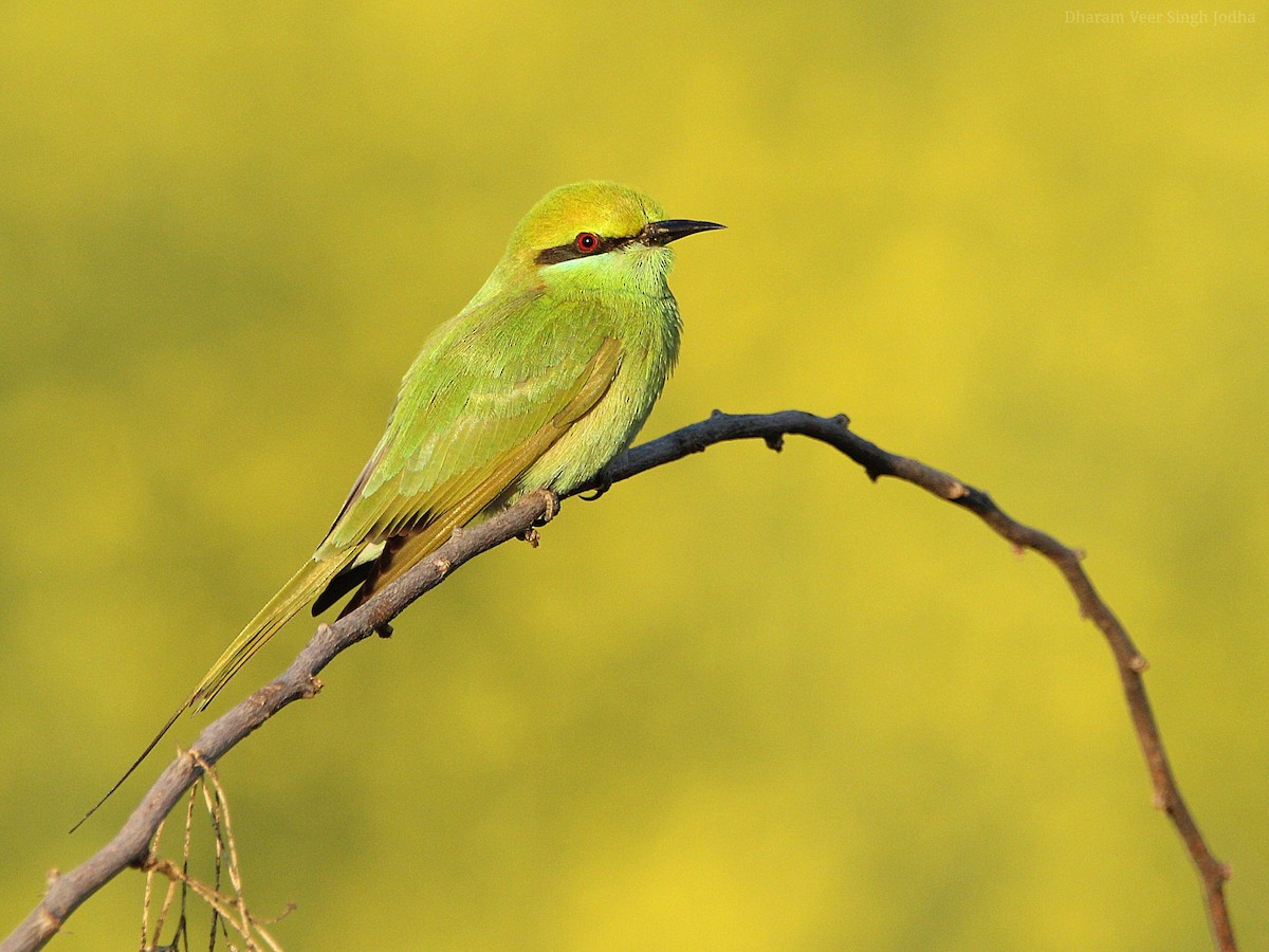 Asian Green Bee-eater - Dharam Veer Singh Jodha