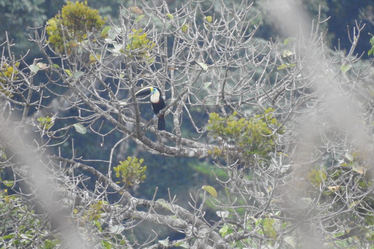 White-throated Toucan - ML299316071