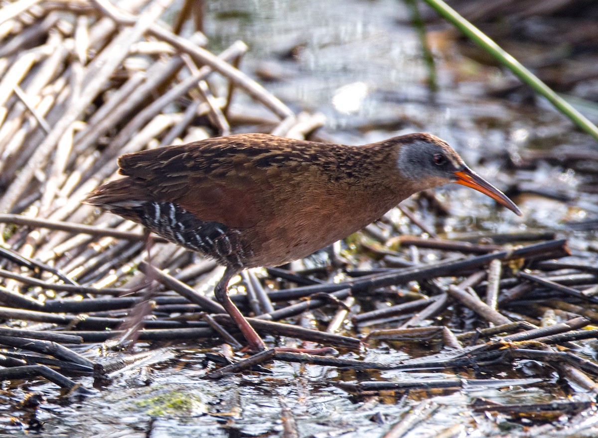 Virginia Rail - ML299316341