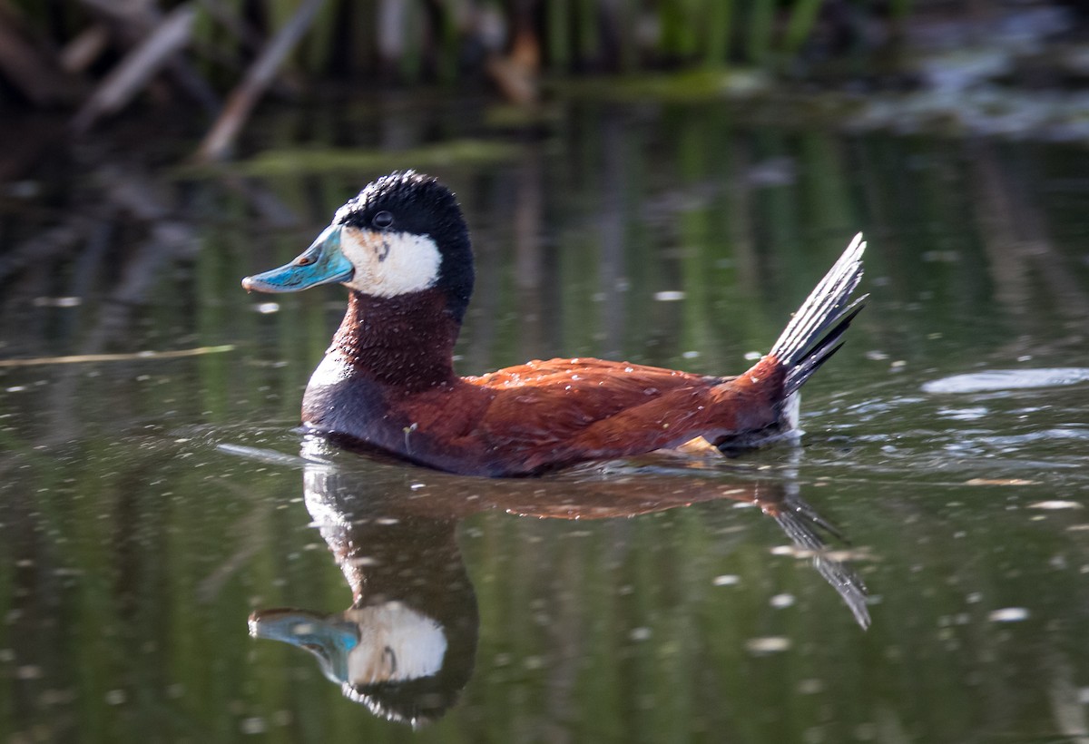 Ruddy Duck - ML299316581