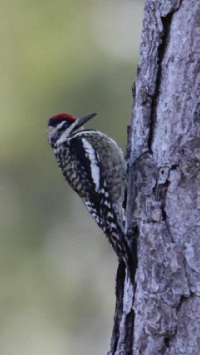 Yellow-bellied Sapsucker - Ken Thayer