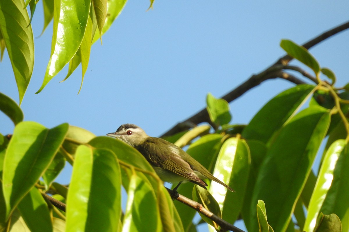 Red-eyed Vireo - ML299317011