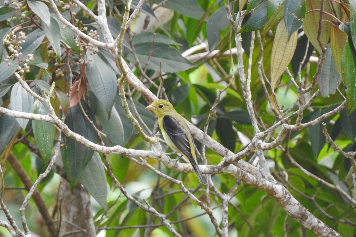 Scarlet Tanager - ML299317081