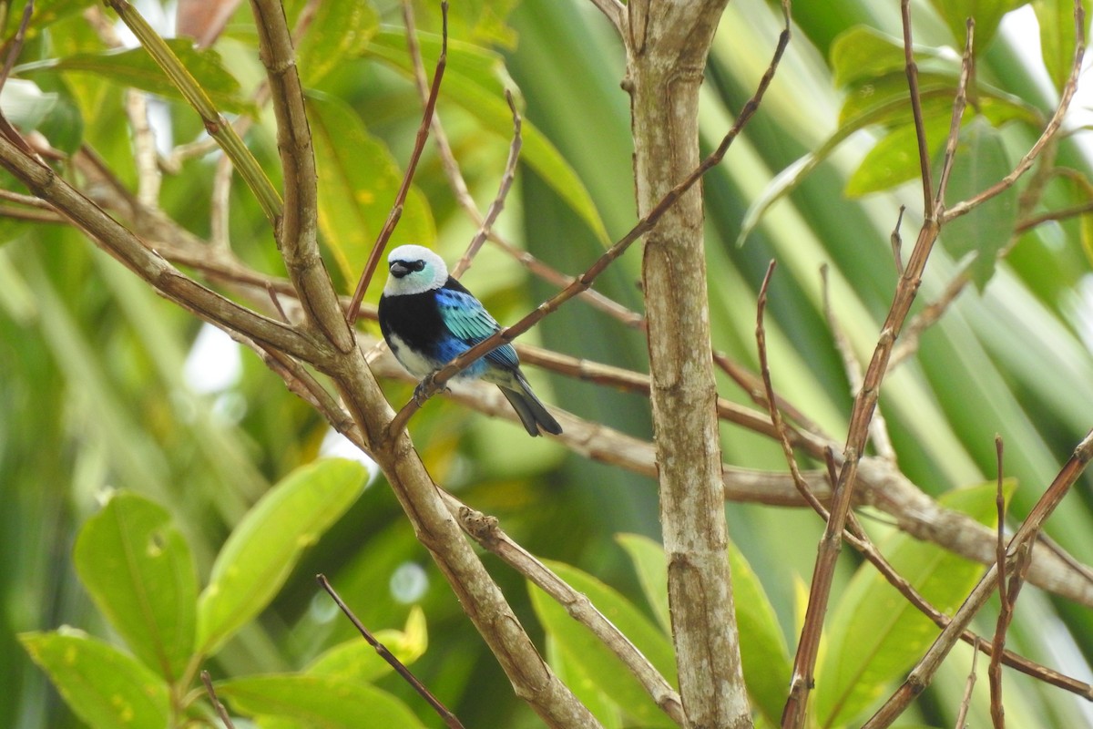 Masked Tanager - ML299317351