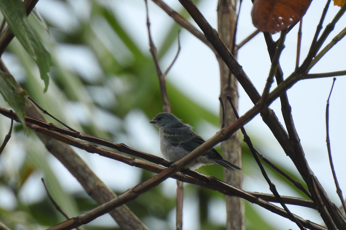 Masked Tanager - ML299317571