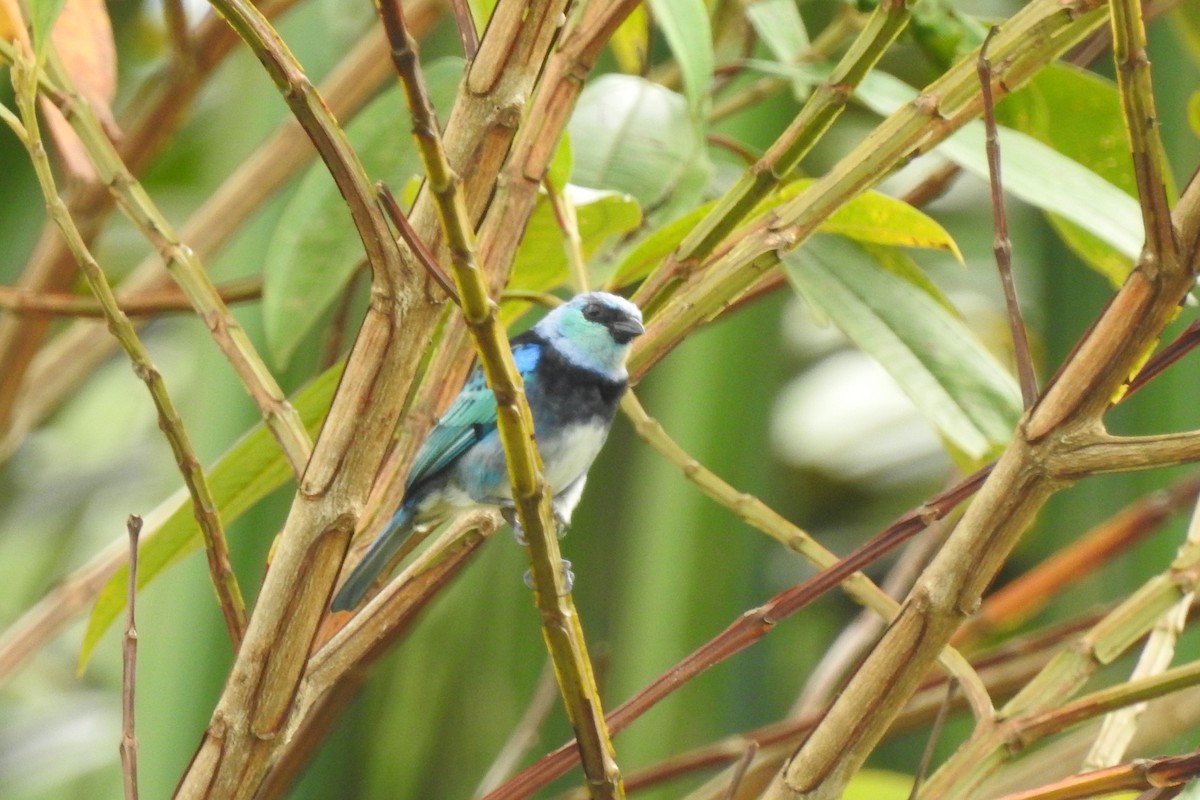 Masked Tanager - ML299317621