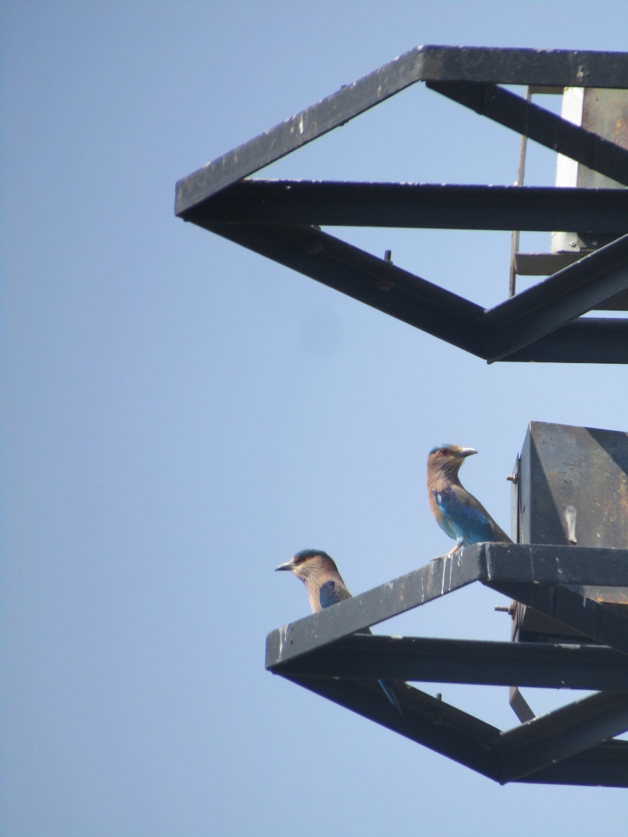 Indian Roller - ML299318531