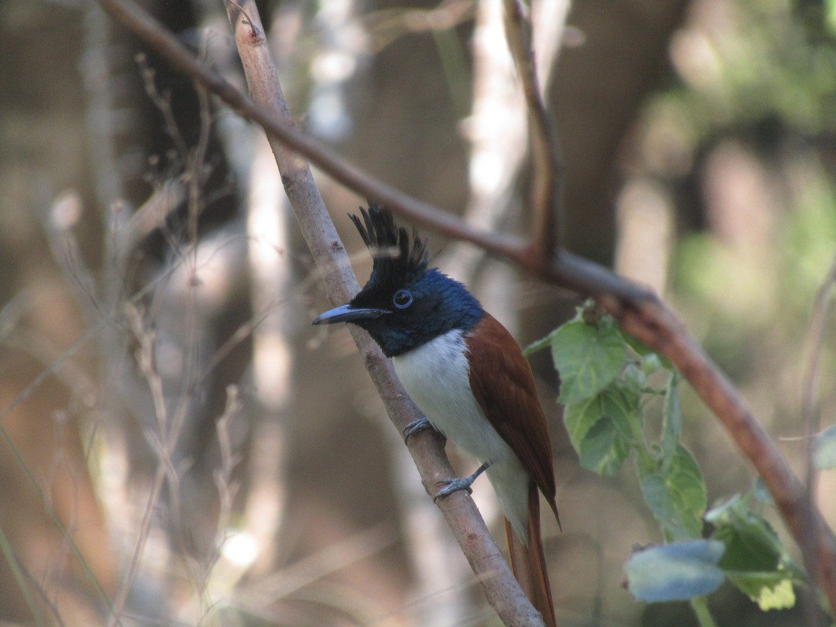 Indian Paradise-Flycatcher - ML299318601
