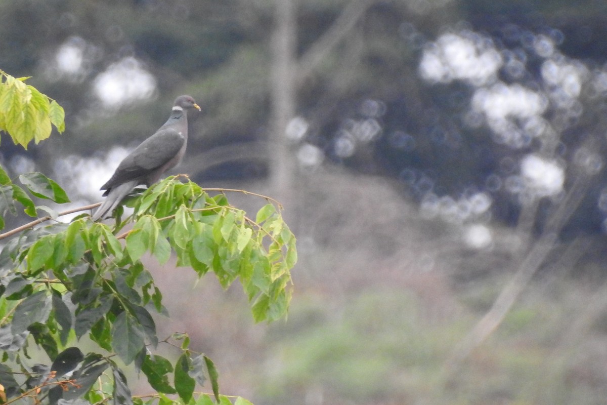 Band-tailed Pigeon - ML299318651