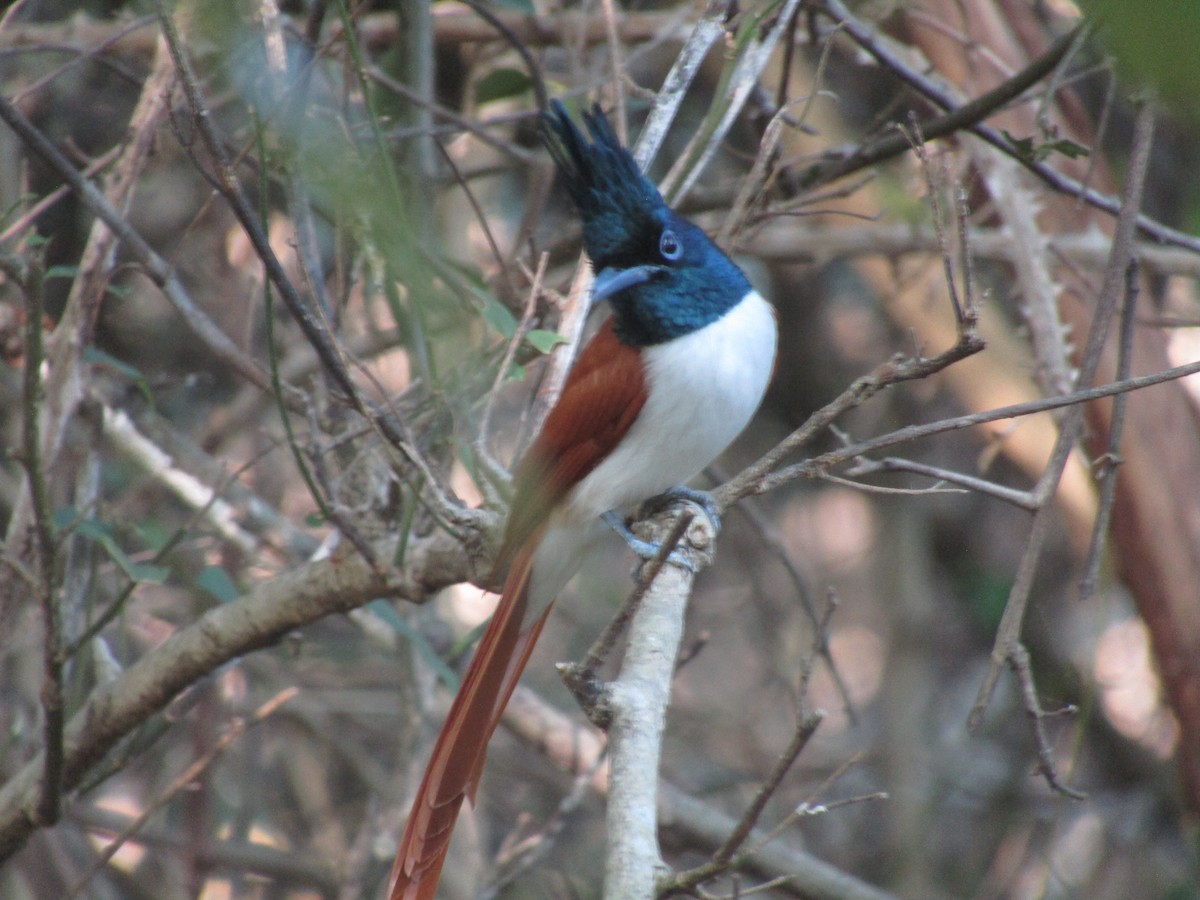 Indian Paradise-Flycatcher - ML299318661